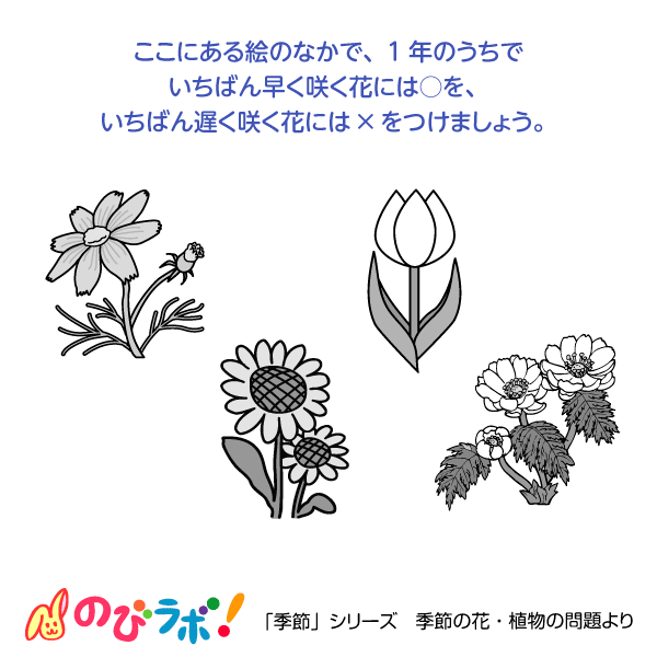 やってみよう「季節の花・植物」の問題8