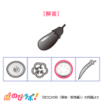 やってみよう「切り口の形(果物・野菜編)」の問題7-解答